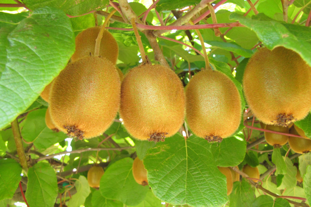 Hayward Kiwi Plants